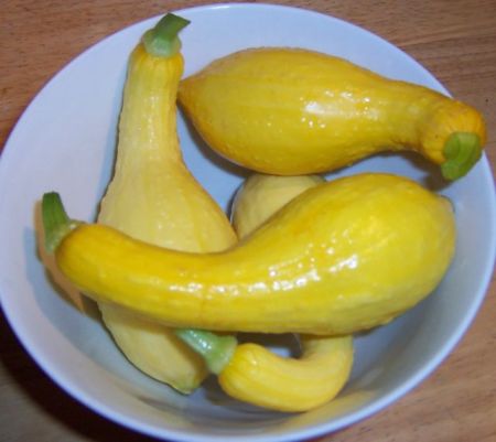 Summer Squash Garden